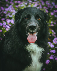 A large black dog stands proudly in front of a breathtaking natural backdrop, its sleek coat contrasting against the vibrant greenery. The expansive landscape of trees and open skies