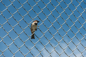 Sparrow on the Fence