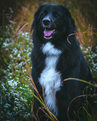 A large black dog stands proudly in front of a breathtaking natural backdrop, its sleek coat contrasting against the vibrant greenery. The expansive landscape of trees and open skies