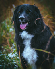 A large black dog stands proudly in front of a breathtaking natural backdrop, its sleek coat contrasting against the vibrant greenery. The expansive landscape of trees and open skies