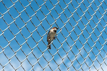 Sparrow on the Fence
