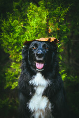 A large black dog stands proudly in front of a breathtaking natural backdrop, its sleek coat contrasting against the vibrant greenery. The expansive landscape of trees and open skies