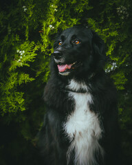 A large black dog stands proudly in front of a breathtaking natural backdrop, its sleek coat contrasting against the vibrant greenery. The expansive landscape of trees and open skies