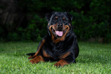 A stunning Rottweiler posing proudly on a lush green lawn, illuminated by professional studio lighting. The dog’s strong build, shiny coat, and attentive gaze make for a striking and powerful portrait
