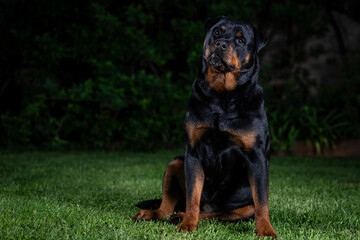 A stunning Rottweiler posing proudly on a lush green lawn, illuminated by professional studio lighting. The dog&rsquo;s strong build, shiny coat, and attentive gaze make for a striking and powerful portrait
