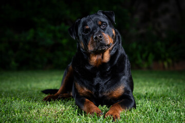 A stunning Rottweiler posing proudly on a lush green lawn, illuminated by professional studio lighting. The dog’s strong build, shiny coat, and attentive gaze make for a striking and powerful portrait
