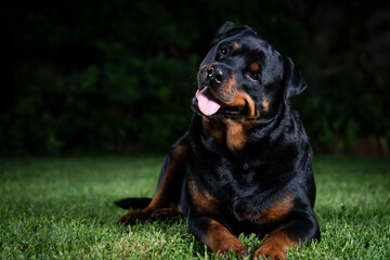 A stunning Rottweiler posing proudly on a lush green lawn, illuminated by professional studio lighting. The dog’s strong build, shiny coat, and attentive gaze make for a striking and powerful portrait