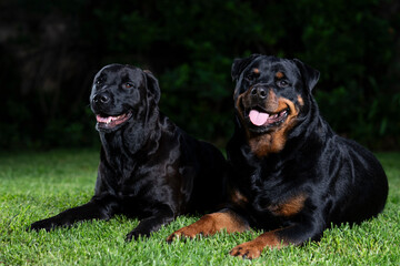A stunning Rottweiler posing proudly on a lush green lawn, illuminated by professional studio lighting. The dog’s strong build, shiny coat, and attentive gaze make for a striking and powerful portrait