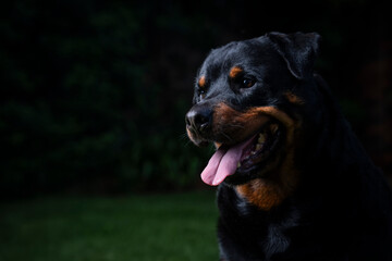 A stunning Rottweiler posing proudly on a lush green lawn, illuminated by professional studio lighting. The dog&rsquo;s strong build, shiny coat, and attentive gaze make for a striking and powerful portrait