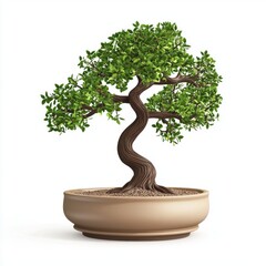 Bonsai tree in a ceramic pot isolated on white background