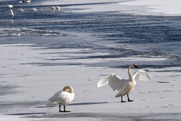 Trumpeter swans (Cygnus buccinator) in a sea of ice on Flat Creek; Nat Elk Refuge; Jackson, Wyoming