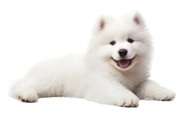 Obraz premium Fluffy white dog lying down smiling with a happy expression against a black transparent background