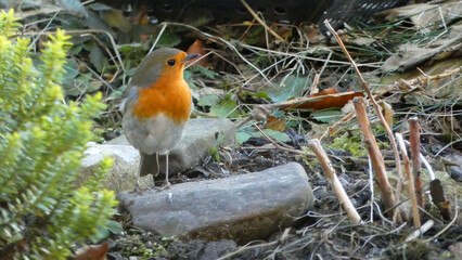 robin on a branch