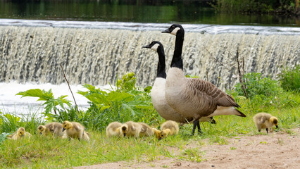 canadian geese by waterfall