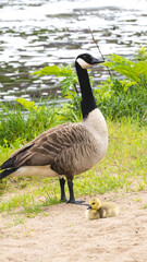 goose on the water with baby