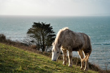 horse by the sea