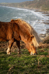 wild horse in front of waves