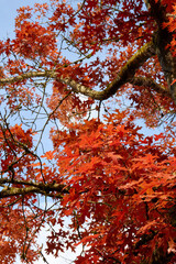 Look Up at Red Fall Leaves