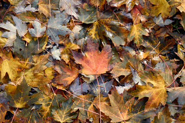Changing Colours of a Maple Leaf