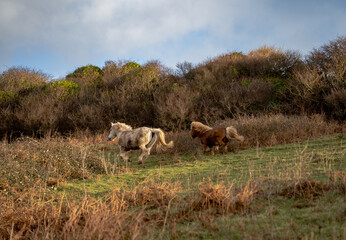 horses running in field