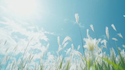 Tall Grass with Fluffy Seed Heads Against a Bright Blue Sky
