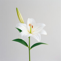 Fototapeta premium A serene white lily blooms gracefully against a soft white background, showcasing delicate petals and vibrant anthers for a captivating display