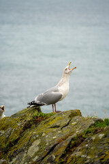 seagull on rock