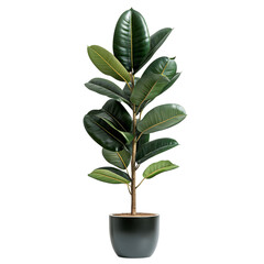 A Tall Potted Rubber Tree Plant with Broad Glossy Leaves Isolated on Transparent Background