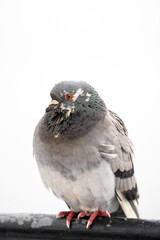 pigeon on a branch