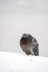 pigeon sat in snow