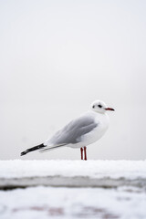 seagull on the pier