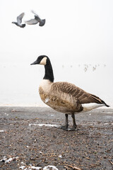 Goose in the fog