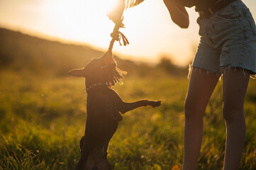 Cute girl playing with dog at sunset.Pinscher dog breed has firmly clung with its teeth to tug toy held by owner or handler.Dog jumping at sunset.