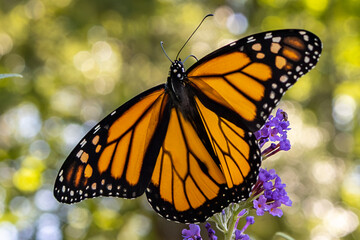 Monarch Butterfly wings wide open