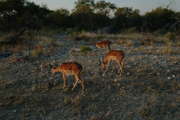Herd of springboks standing by the road in national park Etosha in Namibia