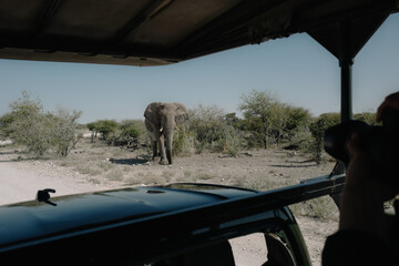 Aggressive male elephant with temporin on his temples (musth) close to a car of tourists in Etosha...