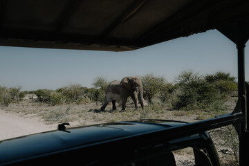 Aggressive male elephant with temporin on his temples (musth) close to a car of tourists in Etosha...