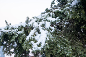 winter forest in the cold snow