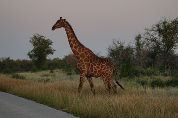 Giraffe crossing the road in Etosha National Park, Namibia