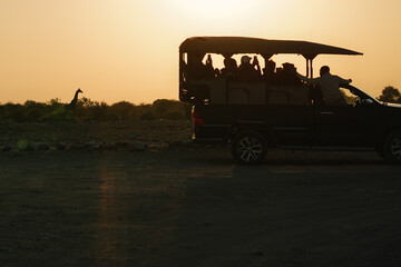 Several cars with tourists parking together and watching giraffes at dawn in national park Etosha in Namibia