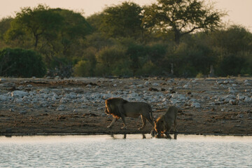 Lion brothers drinking water in the morning in National Park Etosha in Namibia