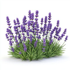 Fototapeta premium Lavender bush isolated on white background