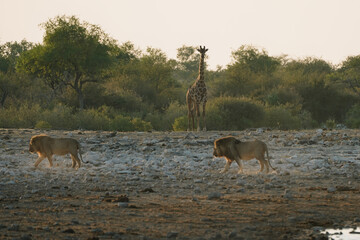 Lion brothers leaving the watering hole and one giraffe waiting in National Park Etosha in Namibia