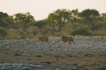 Naklejka premium Lion brothers leaving the watering hole in National Park Etosha in Namibia
