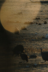 Helmeted guineafowl in Etosha, Namibia