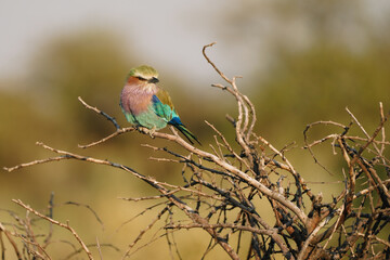 Lilac breasted roller (Coracias caudatus) in Etosha, Namibia