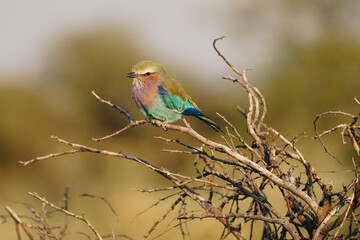 Lilac breasted roller (Coracias caudatus) in Etosha, Namibia
