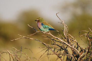 Lilac breasted roller (Coracias caudatus) in Etosha, Namibia