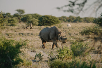 Black rhino with broken horn and torn ears walking in a national park in Etosha, Namibia © lilybee