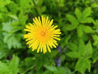 Bright Yellow Dandelion Flower Amidst Lush Green Foliage